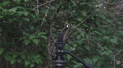 The horns,  Arca Swiss tripod mounted gun rest